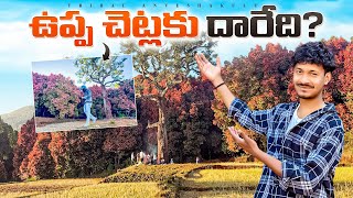 ASR ఏజెన్సీలో అరుదైన చెట్లు | ఉప్ప చెట్లు | Uppa Trees | #tribalanveshakulu #uppatrees