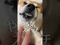 柴犬のやる気スイッチ押さないで 犬 柴犬　 柴犬のいる暮らし