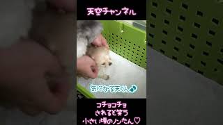 くすぐられると笑う犬#shorts