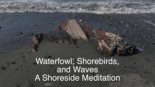 Waterfowl, Shorebirds, and Waves   A Shoreside Meditation