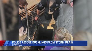 Evansville Police rescue ducklings from storm drain