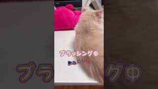 【替え歌】ギザギザハートの子守唄【かわいい猫】