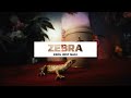 Zebra - Król jest nagi [Non Official Video] #reto #słoń