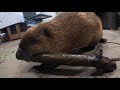 filbert the beaver collects branches