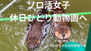 【TOKYO vlog】　ソロ活女子　羽村市動物公園アメリカビーバーぷかぷかちゃんのお見送り会へ行く【ビーバー沼へようこそ】