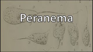 Peranema - an euglenid