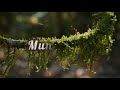 Makanaka ~ Lyrical video