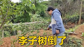 一夜狂風暴雨把李子樹吹倒了，三嫂買了個啥玩具？小湯圓玩嗨了【農人家三嫂】