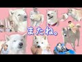 【極寒な日】迅速かつ丁寧なお風呂にご満悦な柴犬