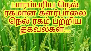 பாரம்பரிய நெல் ரகமான களர்பாலை நெல் ரகம் பற்றிய தகவல்கள்...