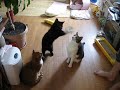 ３にゃんねこじゃらし大会