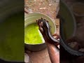 ഇതാണ് ഇവന്റെ തിരിച്ചുവരവ് 😱😱❤️ shorts shortvideo fishing fish kozikode pets pet farming