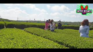 The O'sulluc Green Tea Fields on Jeju Island #fresh #greentea field