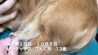 鍼治療　Mダックス（TKくん13歳）ヘルニア　１回目-１　2020/10/06