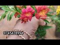 കുറഞ്ഞ വിലയിൽ ഒത്തിരി ചെടികൾ combo 140 രൂപ plants for sale daliyacombo salvia combo jasmin s world