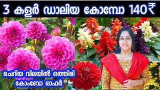 കുറഞ്ഞ വിലയിൽ ഒത്തിരി ചെടികൾ Combo 140 രൂപ /plants for sale/Daliyacombo/salvia combo/Jasmin's world