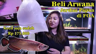 Beli Arwana Jardini PAPUA! Dapat Anakan Murah Untuk Koleksi Bos Bos Qu