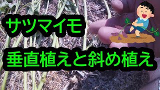 サツマイモの垂直植えと斜め植えの違いは　【楽しい家庭菜園】