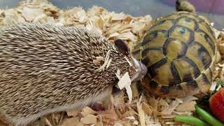 Cute Hedgehog cleans turtle friend shell