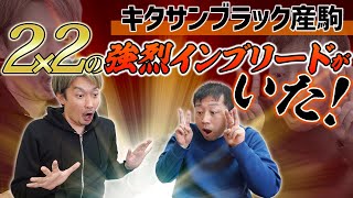 【ワイズメアリー】話題！キタサンブラック産駒の良血馬に強烈なインブリードを持つ馬発見！【節約大全】Vol.682