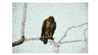Image Segmentation | Graph-CUT algorithm | python