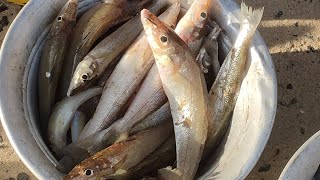 எது கிழங்கா மீன்? நல்ல ருசியான மீனா? |which is kilanga fish? its good fish?