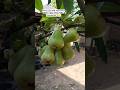 Jambu madu super manis