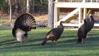 Male (Tom) wild turkey displaying - strutting.