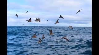 Lots of Grey faced Petrel at The Petrel Station on a winter trip, Aug 2021 - Tutukaka, New Zealand