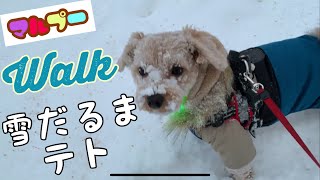 雪の中を泳ぐ泳ぐ‼️笑 【MIX犬マルプー★テト】