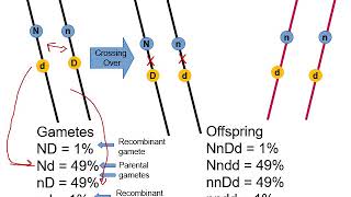 Ch. 9 Linkage and Genetic Maps - Part 1 - Linked inheritance of genes on the same chromosome