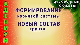 Адениум.  Формирование Корневой Системы Адениума.  Состав Нового Грунта.