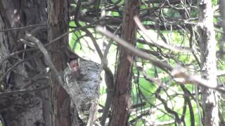 ムビる09587 抱卵するサンコウチョウ♀ sankouchou