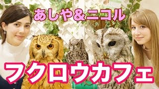 【可愛い過ぎる】フクロウカフェに初めて！あしや＆ニコル