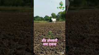 खिल्लार । Khillar