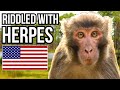 3 Non-Native Primates That Can Be Found In Florida