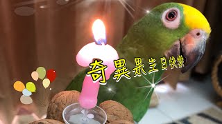 鸚鵡也要過生日！覺得自己是鳥？還是人類？