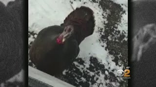 Turkey Terrorizes Westchester Mother And Daughter