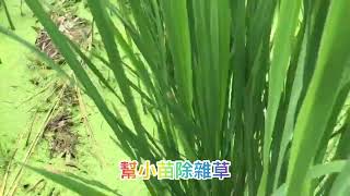 農場扎記，砍除老四十天，為茭白筍小苗，除雜草雜枝，water bamboo