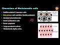 plant anatomy 1 meristematic tissues apical meristem lateral meristem intercalary meristem