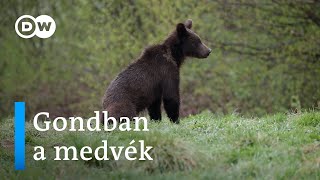 Erdőirtások Lengyelországban | Gondban a medvék