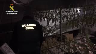 Desmantelada una plantación de marihuana en un chalet de Puente Genil y detenido su propietario