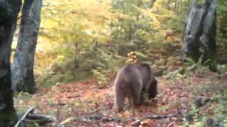 Camera traps capture a bear at the Lagodekhi Protected Area in eastern Georgia