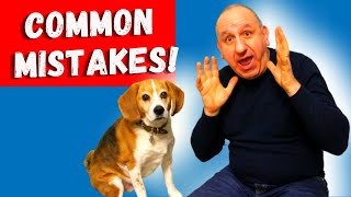 Don't Make These Mistakes With Your Beagle