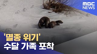 '멸종 위기' 수달 가족 포착 (2023.02.12/뉴스데스크/MBC)