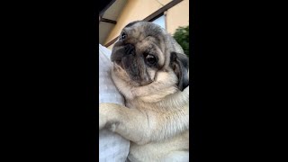 #shorts  公園から抱っこされて帰るパグ  This Pug is given a cuddle from a park by mom. #Pug