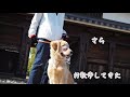 公園をおさんぽしてきました【ゴールデンレトリバー子犬】〈43〉