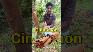 Cinnamon Farming 🌳| ₹800/kg 🔥 | Agrotill | #farming #agriculture #shorts