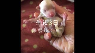 マルプー生後3日目人工哺乳No2Age 3days, toy poodle and Maltese mixLUNA