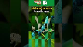 मोटी कमाई का जरिया रेशम कीट पालन | Sericulture | Silk Farming #short #viral